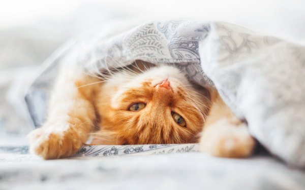 Best cat insurance in the UK