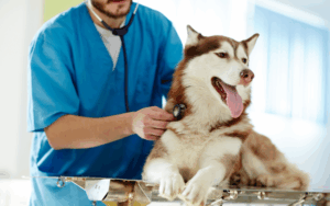 Major reforms to Vet fees proposed