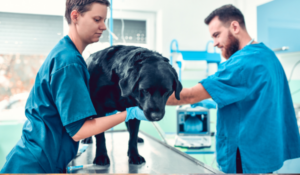 Vet prescription fees to be capped at £21 as part of new crackdown